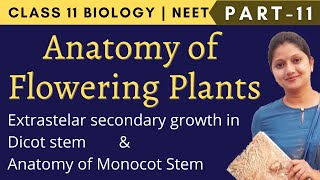 Anatomy of Flowering Plants Class 11 Biology | NEET | Part 11