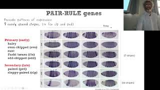 BCSa_Drosophila_antero-posterior patterning II