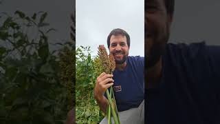 Sorgo granífero: demostración de estadios