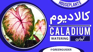 How to [ Watering Caladium ] Plants 💦 Houseplants Tips