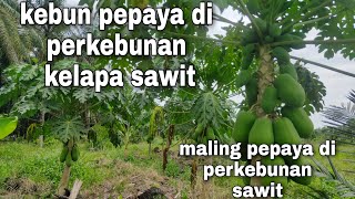 Perkebunan Pepaya/kates di sela perkebunan kelapa sawit