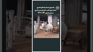 ولا اجدعها جاموسه ف ساقيه 😂