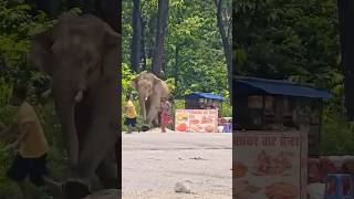 Crazy Elephant Attack 😱