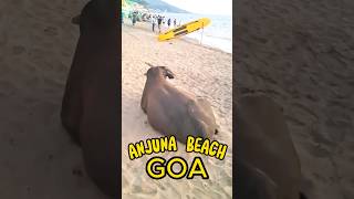 ANJUNA BEACH. GOA.  #shorts