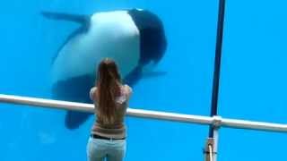 Orca Wikie and a girl