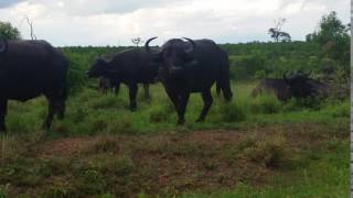 Bufalos en el PN Kruger (Sudafrica)