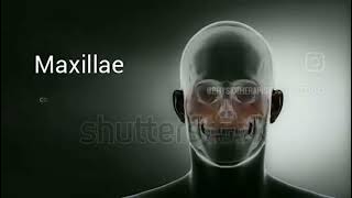 human skull bones name #anatomy #viralreels #doctor #video