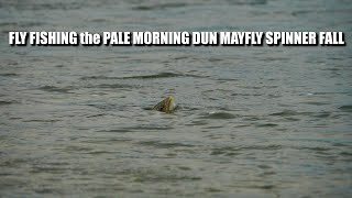 Fly Fishing the Pale Morning Dun Mayfly Spinner Fall - 3 Distinct Sessions