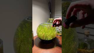 Cleaning glass in my shrimp bowl aquarium