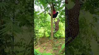 Tiger attack catching jungle VFX funny my village prt 6#nature #trending #wildlife #animals #shorts