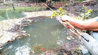 MANCING WADER SELUANG