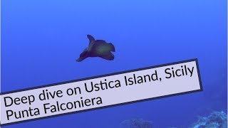 Scuba diving : Deep dive (43m) on Ustica, Sicily, Italy