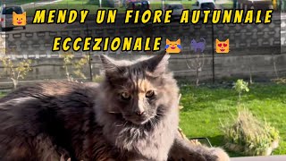 😺Mendy un fiore autunnale eccezionale😹🐈‍⬛😻#mainecoon #mainecooncat #mainecoonkitten #mainecoonlife