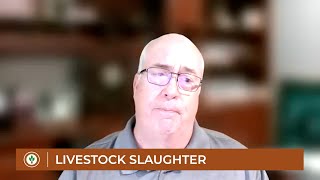 Talking beef cow slaughter, is the herd growing?