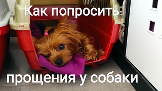 Как попросить прощения у собаки