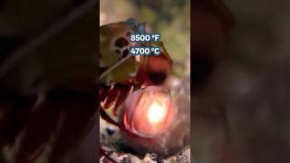 This shrimp creates explosions | Mantis Shrimp | #animals #ocean #facts #shorts #mantisshrimp