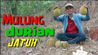 Mulung Durian Jatuh