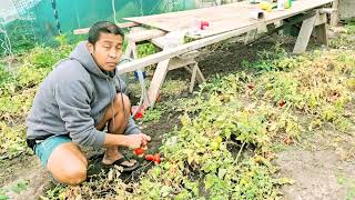 Sobrang dami ng kamatis may natira parin sa huling harvest! #farming #canada #pinoyincanada