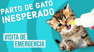 Parto Inesperado de Gato