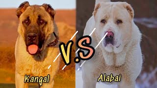 Kangal vs Alabai | Qual o mais poderoso?