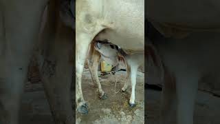 Baby Feeding || Mātā Gaay Apne Pyāre Bachhe Ko Prem Se Dudh Pila Rahī Hai 🐄💕"