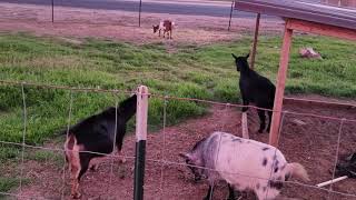 Disaster Strikes Urban Goat Farm.