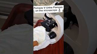 Pampas under the microscope #microscope #shortfeed #shorts #fyp