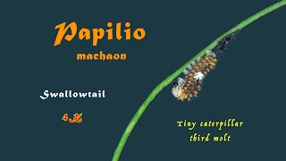 Swallowtail • Papilio machaon • Third molt of the tiny caterpillar • 4K • trilingual