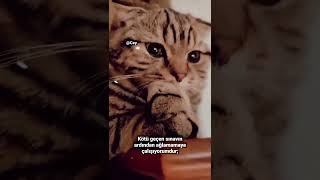 Kötü geçen sınavın ardından ağlamamaya çalışıyorumdur; #shorts #viral #tiktok #cat #cats #yks #kpss