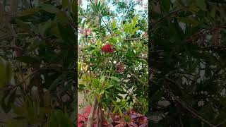 Admiring the Beauty of Our Bottlebrush Tree | Vibrant Blooms & Nature's Charm| Our Garden #garden