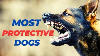 Three Most Friendly and Protective Dogs in History | Most protective dogs 2023