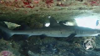 Sharks... Dangerous, no way @AmedBuddhaDiving