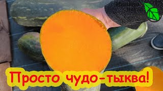 ЭТУ ТЫКВУ ВЫ ПОЛЮБИТЕ НАВСЕГДА! Настоящее ЧУДО, а не просто ТЫКВА. Ароматная, сладкая, вкусная.