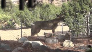 COYOTE VS CHIHUAHUA