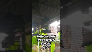 Pancingan Perkutut Lokal Gacor Pendek | Antik Klasik Channel #shorts #short