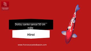 Magnifique Hiroi mâle doitsu Sansai Sanke pour votre votre bassin