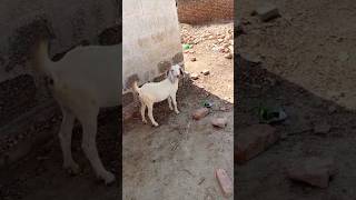 Goats in village #camel #youtubeshorts #goat #youtubevideos #animals #shorts