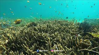 Pantai Bontolan.. Bagaikan Surga Bawah Laut I Banggai Laut