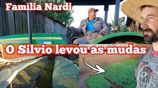 O Silvio veio buscar o resto das mudas. Terminemos os repique de fumo, 🐄 🐄 🐔 (cercamos os canteiros)