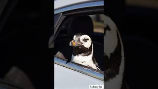 Curious penguin in town | #texttovideo #shorts #penguin