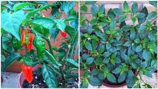 Naga Chilli Plants Update June 2023 || Shokher Bagan UK