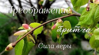 Притча. Сила веры