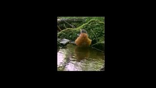 Il mondo degli uccelli webcam: American robin