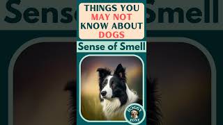 Sense of Smell | Things You May Not Know About Dogs | YouTube Short Video | Dog Breeds