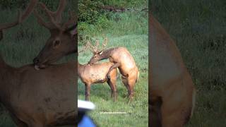 Bull Elk in the Rocky Mountain National Park