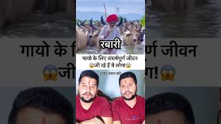 गायो के लिए जीता हैं रबारी समाज😱😱 #rabari #rabari_samaj #cowvideos #baawalechoreshorts