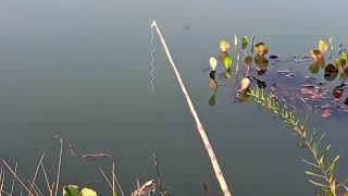 pescaria de piranha no varão de bambu.