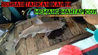 MANCING DI KARANG BESAR DAPAT MANYUNG BESAR