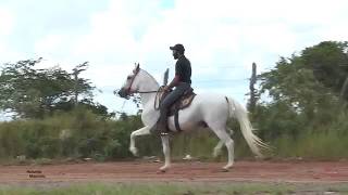 Mangalarga Marchador o cavalo de sela brasileiro