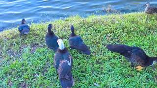 Duck Dinner Sunday At The Lake - June 23rd, 2024 in Coconut Creek, FL.